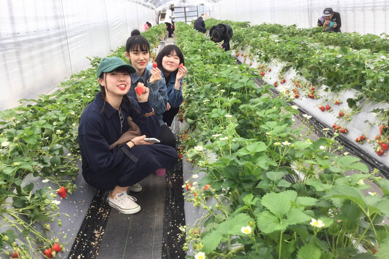 石川県加賀市にある加賀フルーツランドのいちご狩り