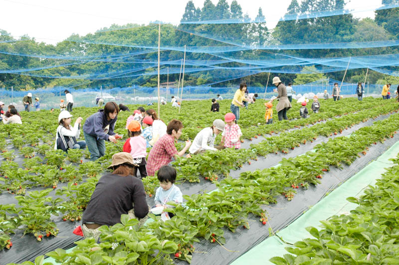 石川県能登町にあるいちご狩りスポット赤崎いちご園