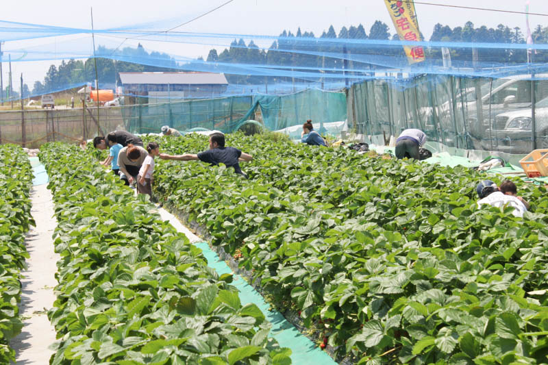 石川県能登町にあるいちご狩りスポット赤崎いちご園