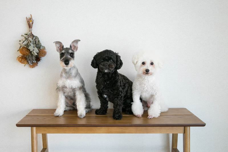 石川県金沢市のドッグサロン リノ