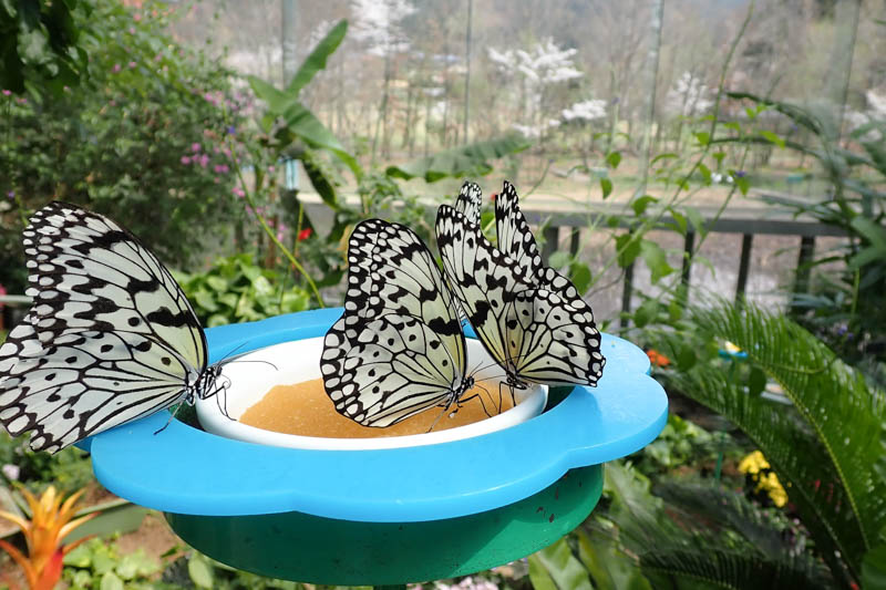 石川県ふれあい昆虫館のチョウの園