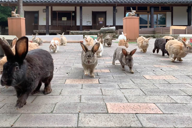 石川県加賀市の月うさぎの里