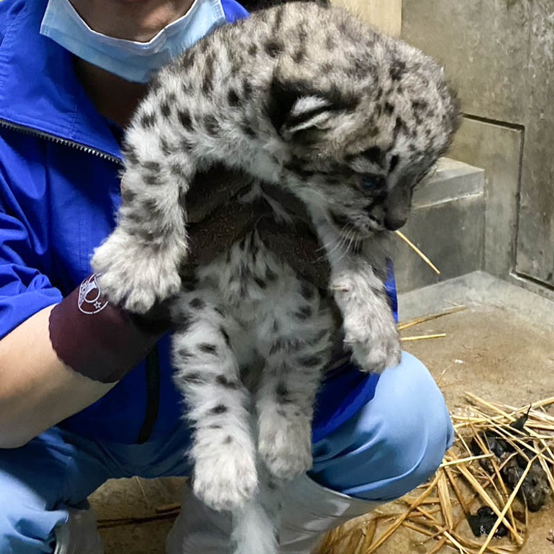 いしかわ動物園のユキヒョウ赤ちゃん