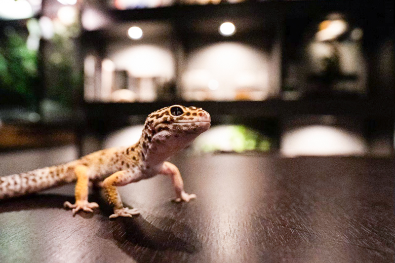 ウチナダノハコ<片町>／爬虫類バー Lirio（リリオ）