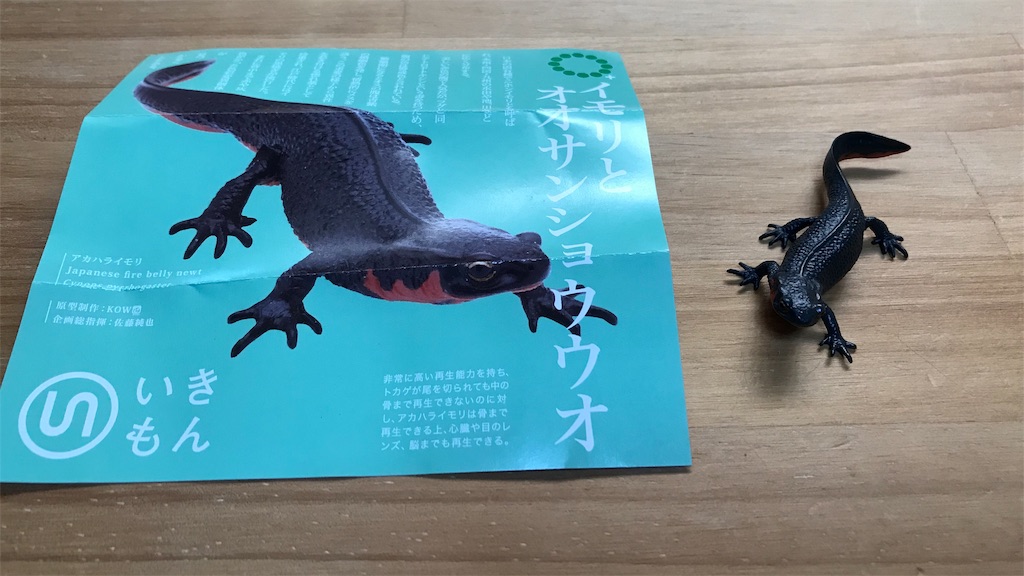 両生類の可愛さを見てくれ イモリとオオサンショウウオ 週末終わってまた週末