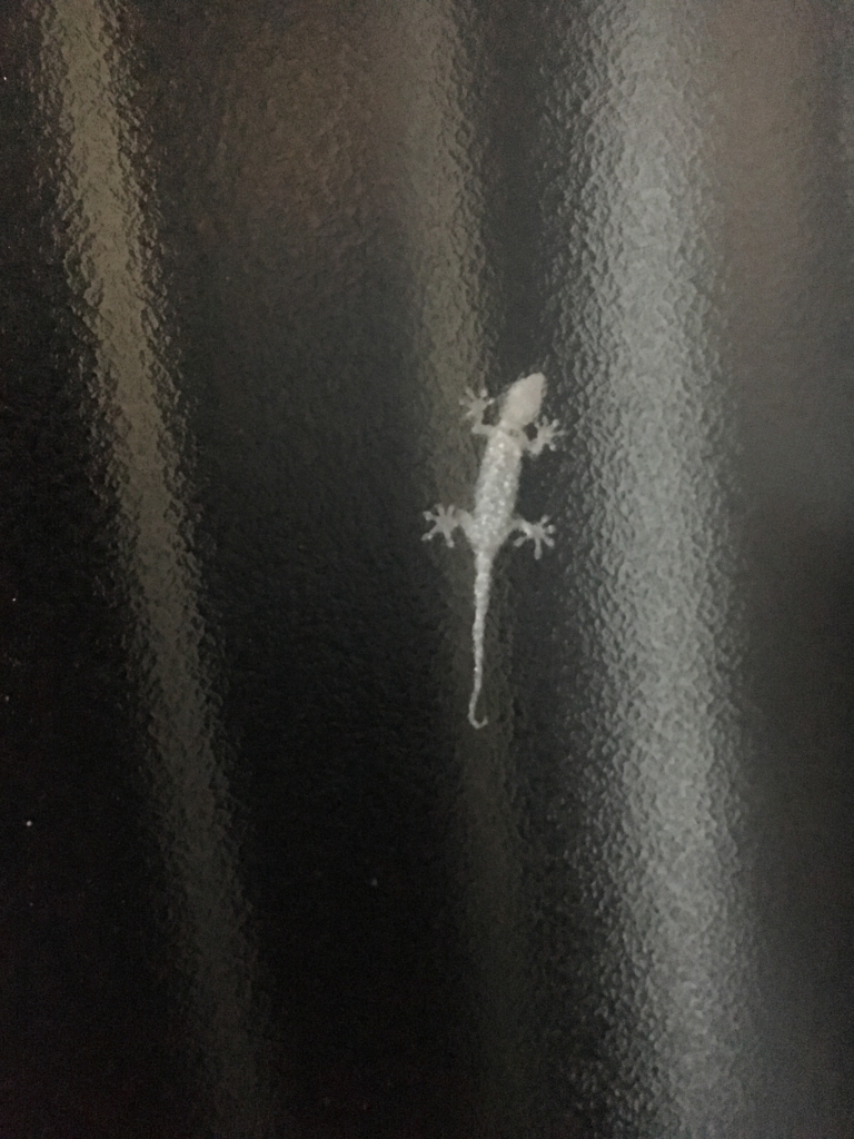 f:id:weijikai9:20180626214830j:plain f:id:weijikai9:20180626214830j:plain