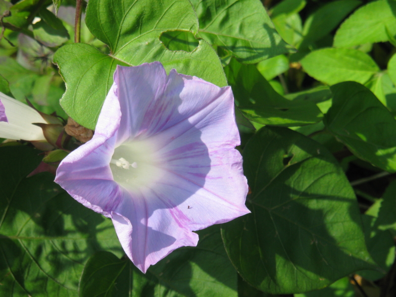 f:id:welcomeanuenue:20110313141009j:image