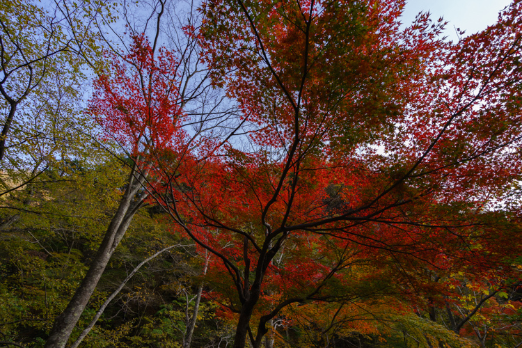 f:id:wellflat:20151101145214j:plain