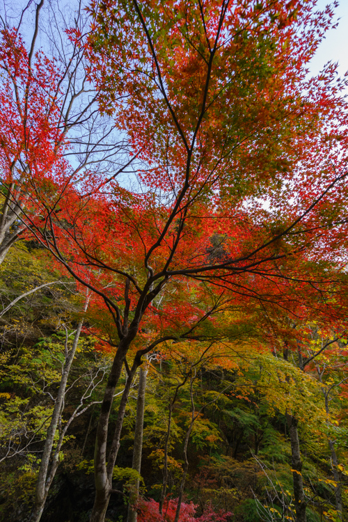 f:id:wellflat:20151101145229j:plain