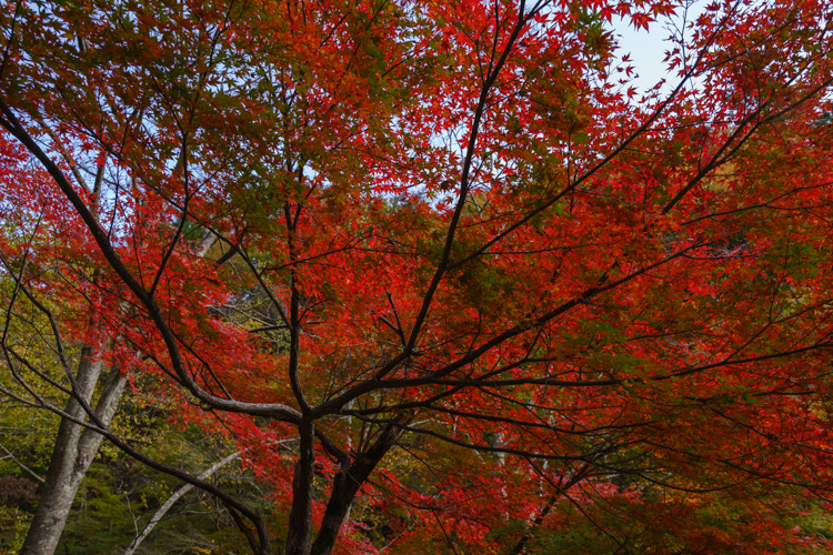 f:id:wellflat:20151101145318j:plain