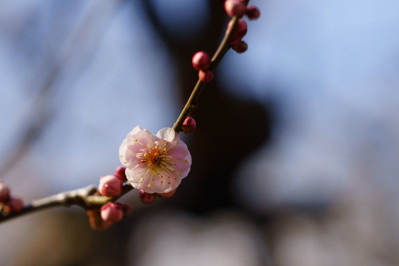 f:id:wellflat:20170303143143j:plain f:id:wellflat:20170303143143j:plain