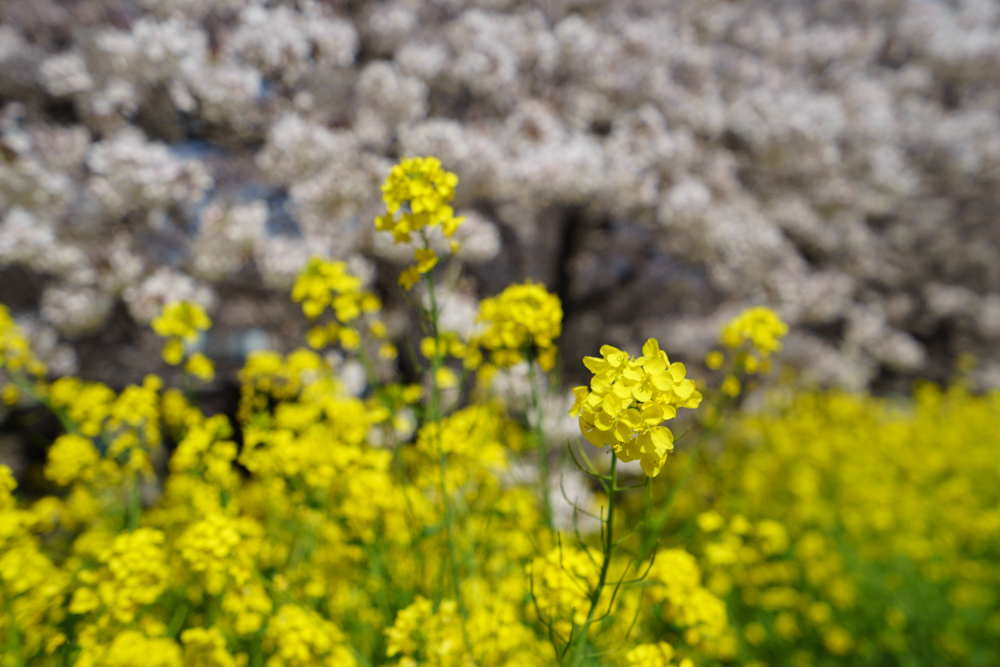 f:id:wellflat:20180331133150j:plain