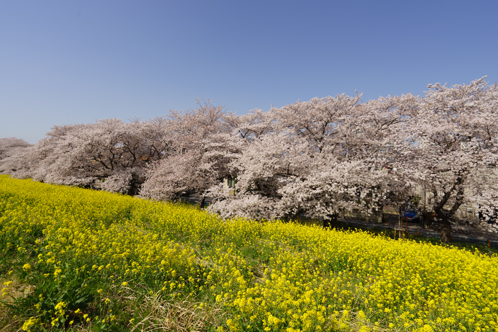 f:id:wellflat:20180331134502j:plain