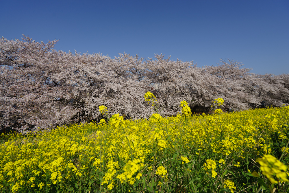 f:id:wellflat:20180331140247j:plain