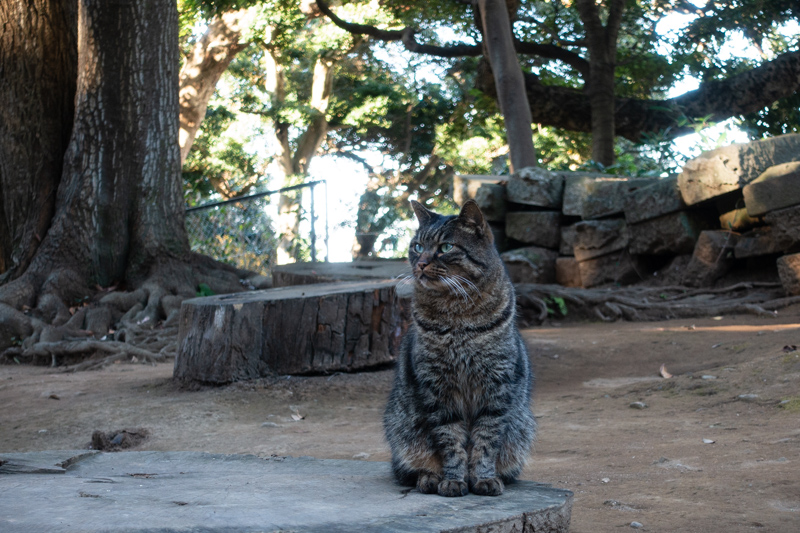 f:id:wellflat:20181102145113j:plain