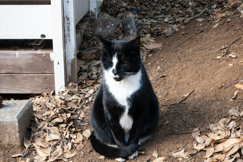 f:id:wellflat:20181102162355j:plain