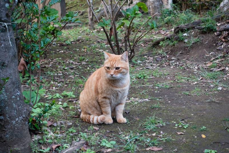 f:id:wellflat:20181102165457j:plain