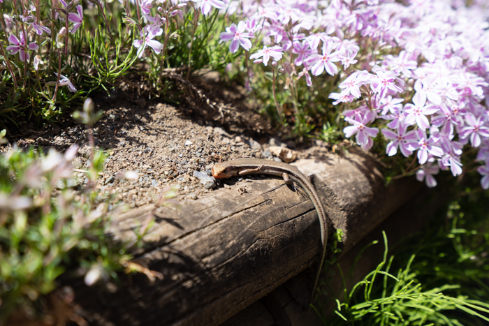 f:id:wellflat:20190428125637j:plain