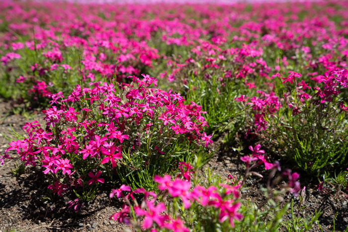 f:id:wellflat:20190428130140j:plain