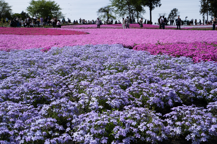 f:id:wellflat:20190428133259j:plain