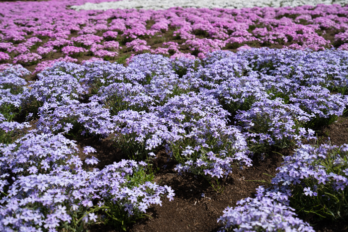 f:id:wellflat:20190428133331j:plain