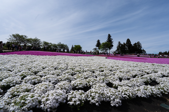 f:id:wellflat:20190428133645j:plain