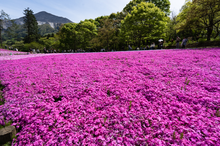 f:id:wellflat:20190428133853j:plain