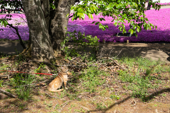 f:id:wellflat:20190428134402j:plain