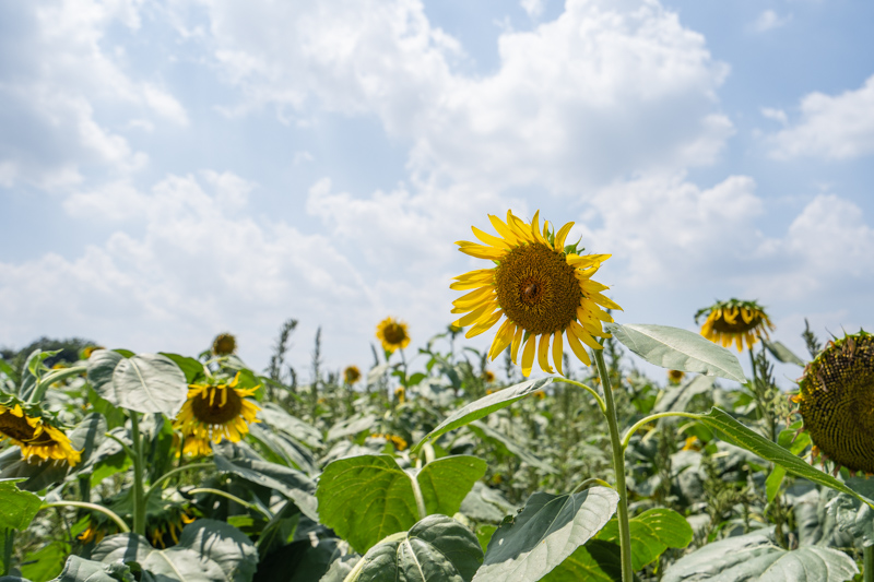 f:id:wellflat:20190824125340j:plain