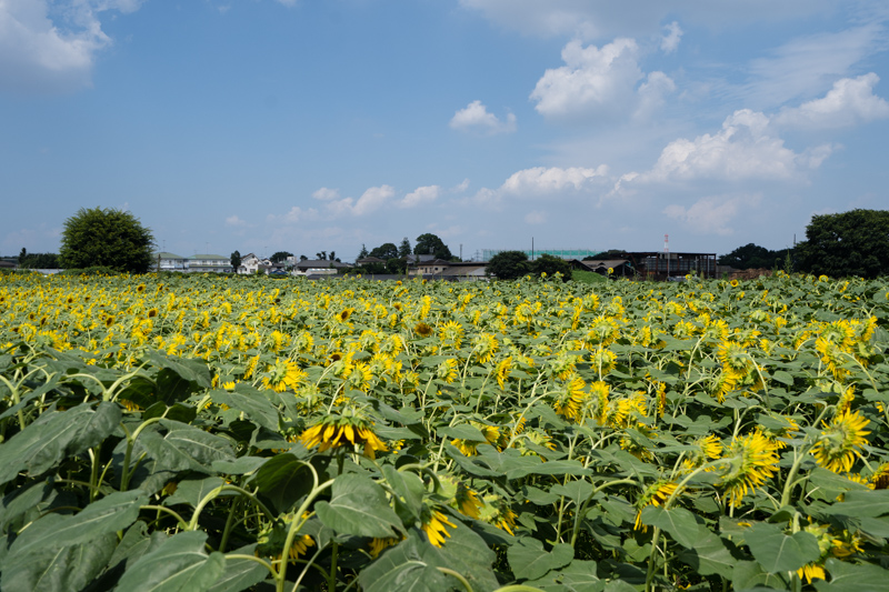 f:id:wellflat:20190824125642j:plain