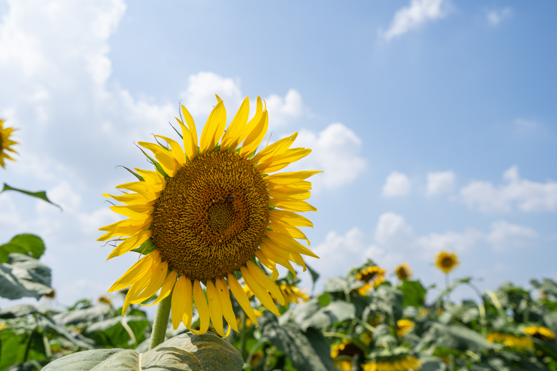 f:id:wellflat:20190824125824j:plain