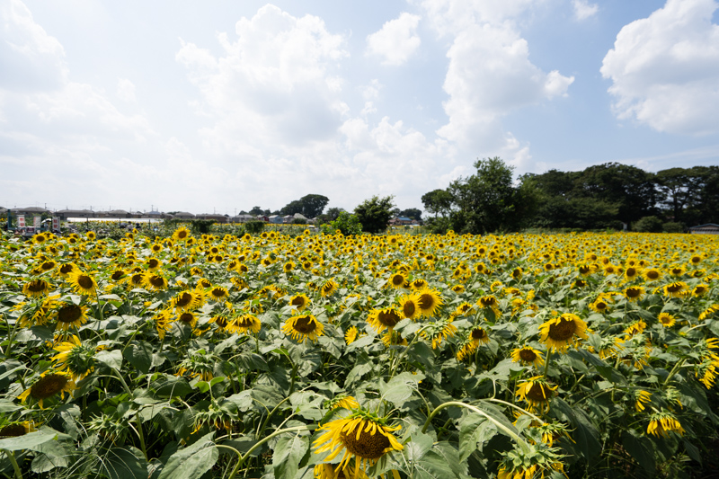 f:id:wellflat:20190824131927j:plain