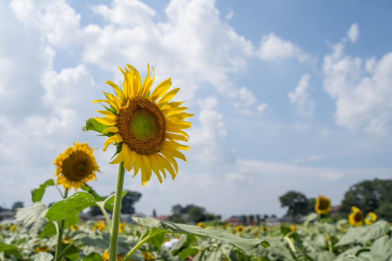 f:id:wellflat:20190824132626j:plain