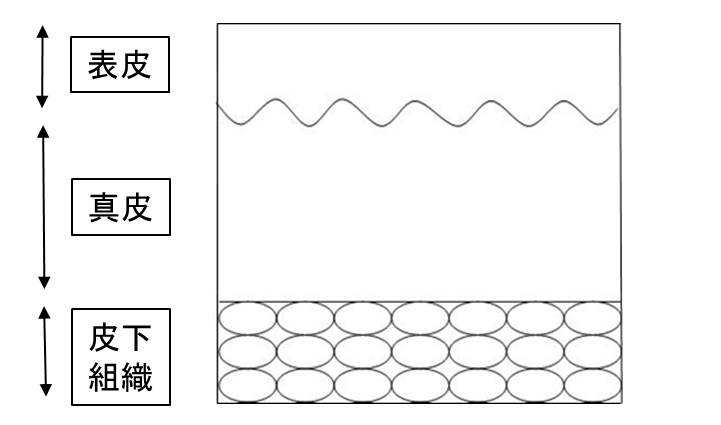 皮膚の模式図