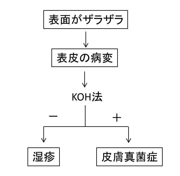 湿疹と白癬の鑑別の図