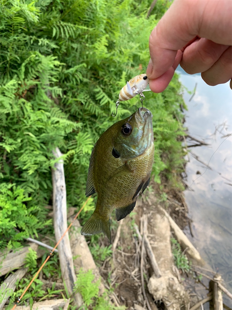 f:id:welwyna:20191231121950j:image