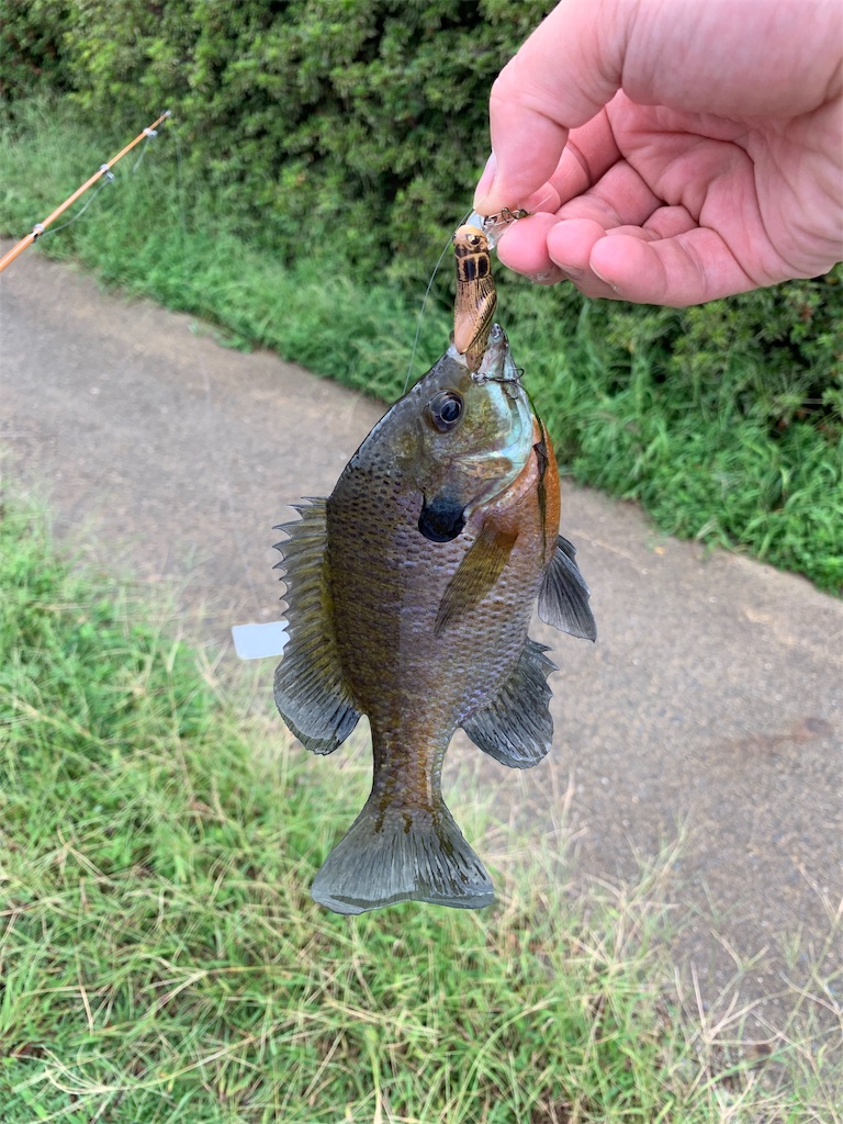 f:id:welwyna:20191231121955j:image