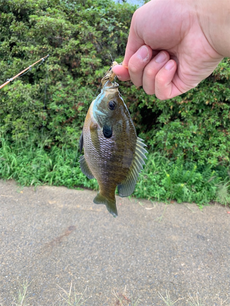 f:id:welwyna:20191231122002j:image