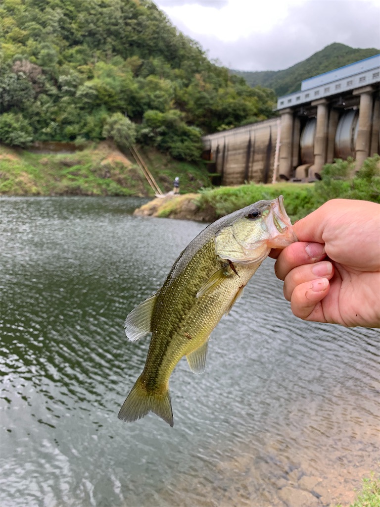 f:id:welwyna:20191231122010j:image