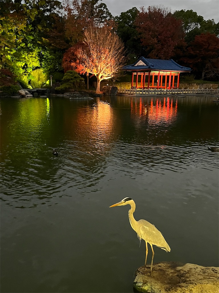 f:id:weri0425:20221206110420j:image