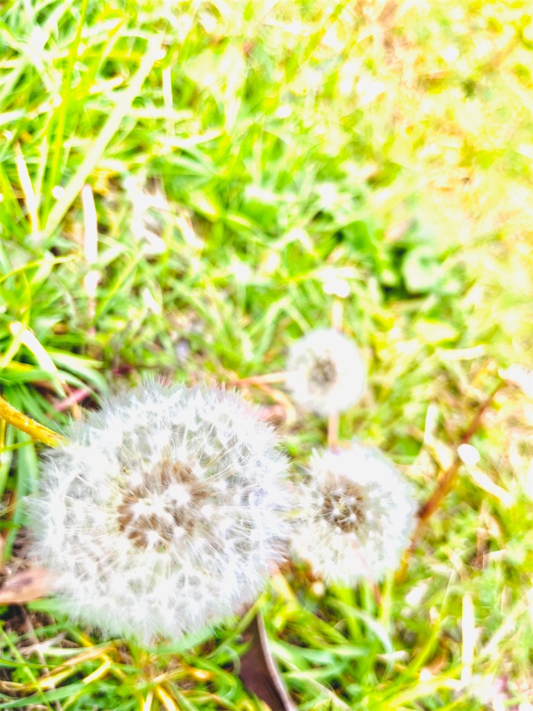 f:id:weri0425:20221215033437j:image