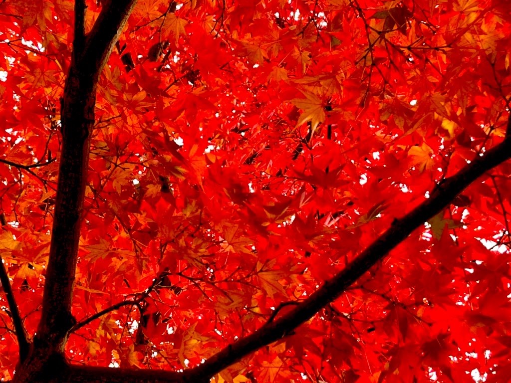 f:id:weri0425:20221215162726j:image