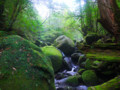 [屋久島]白谷雲水峡07