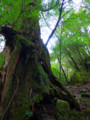 [屋久島]白谷雲水峡05