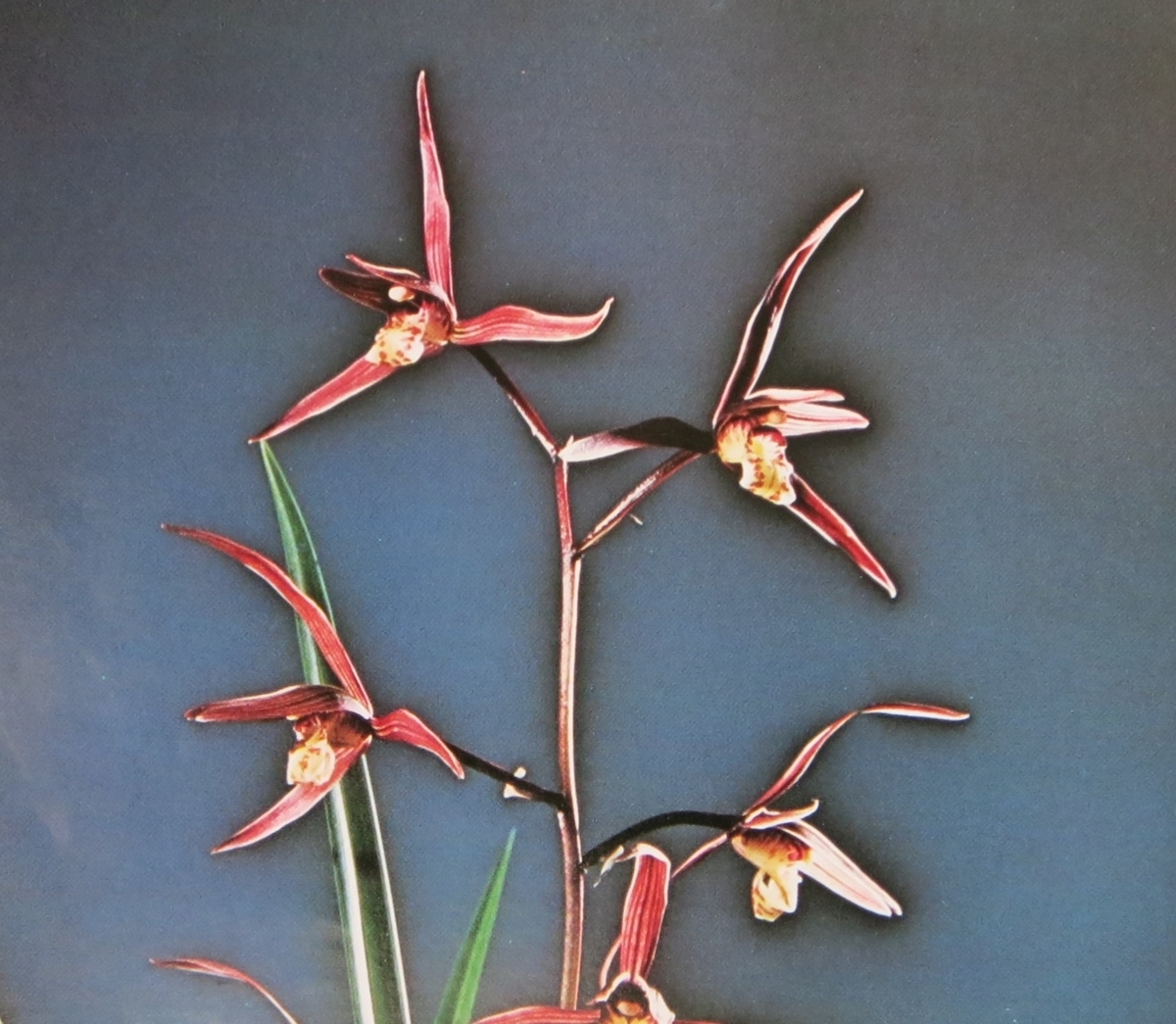 一括譲渡　寒蘭 楽天市場】【日本寒蘭】桃紅（とうこう）/ 花 蘭 東洋蘭 寒蘭