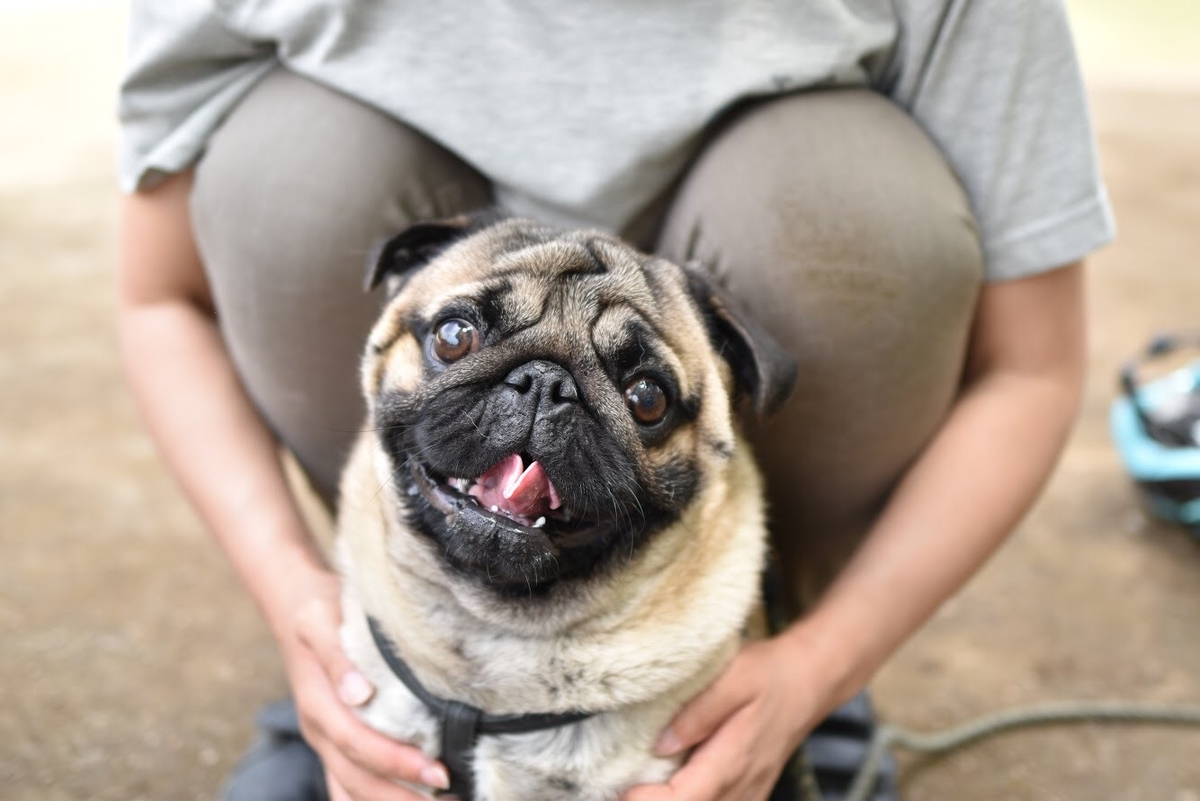 パグを飼って5年経って分かったパグと暮らすということ 湘南パグ屋 犬漫画ブログ パグを飼って5年経って分かったパグと暮らすということ 湘南パグ屋 犬漫画ブログ