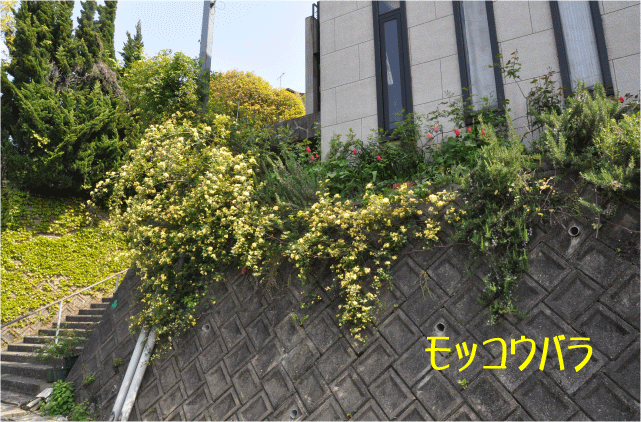 f:id:wfj:20100429223150g:image