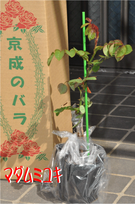 f:id:wfj:20100429223153g:image f:id:wfj:20100429223153g:image