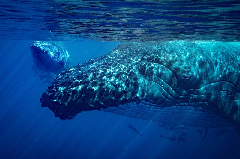 くじら385ブログ