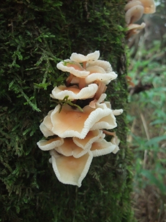 f:id:whalebone:20090812125753j:image f:id:whalebone:20090812125753j:image